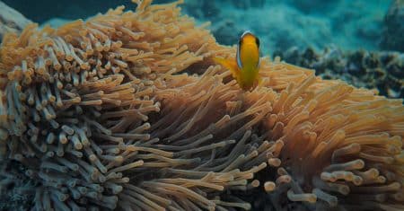 ocean conservation marine life