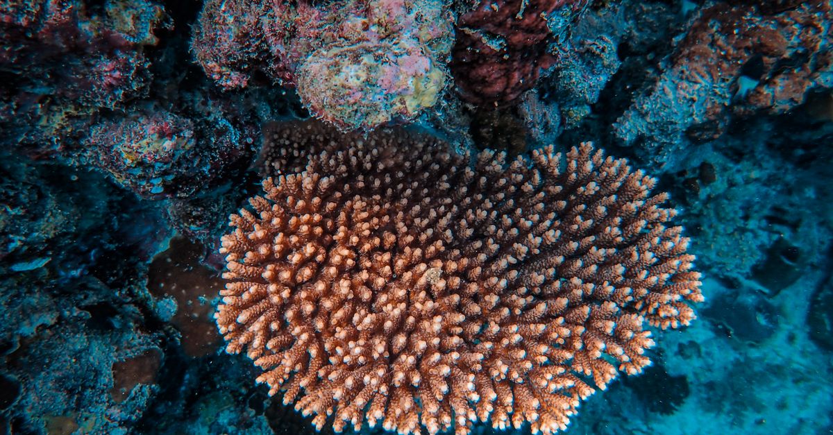 Une partie du littoral français sous les eaux… ocean conservation marine life