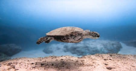 ocean conservation marine life