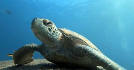 ocean conservation marine life