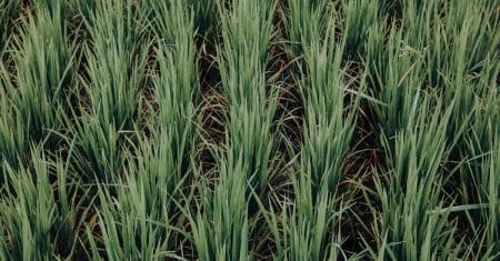sustainable agriculture farm field