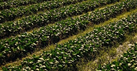 sustainable agriculture farm field