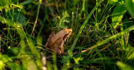 wildlife biodiversity nature