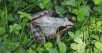 wildlife biodiversity nature