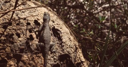 wildlife biodiversity nature