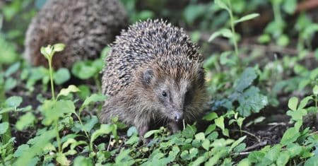 wildlife biodiversity nature