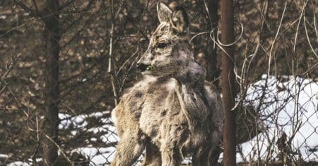 wildlife biodiversity nature