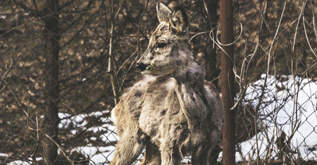Nouvel acteur pour la biodiversité wildlife biodiversity nature