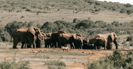 wildlife biodiversity nature