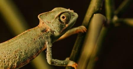 wildlife biodiversity nature