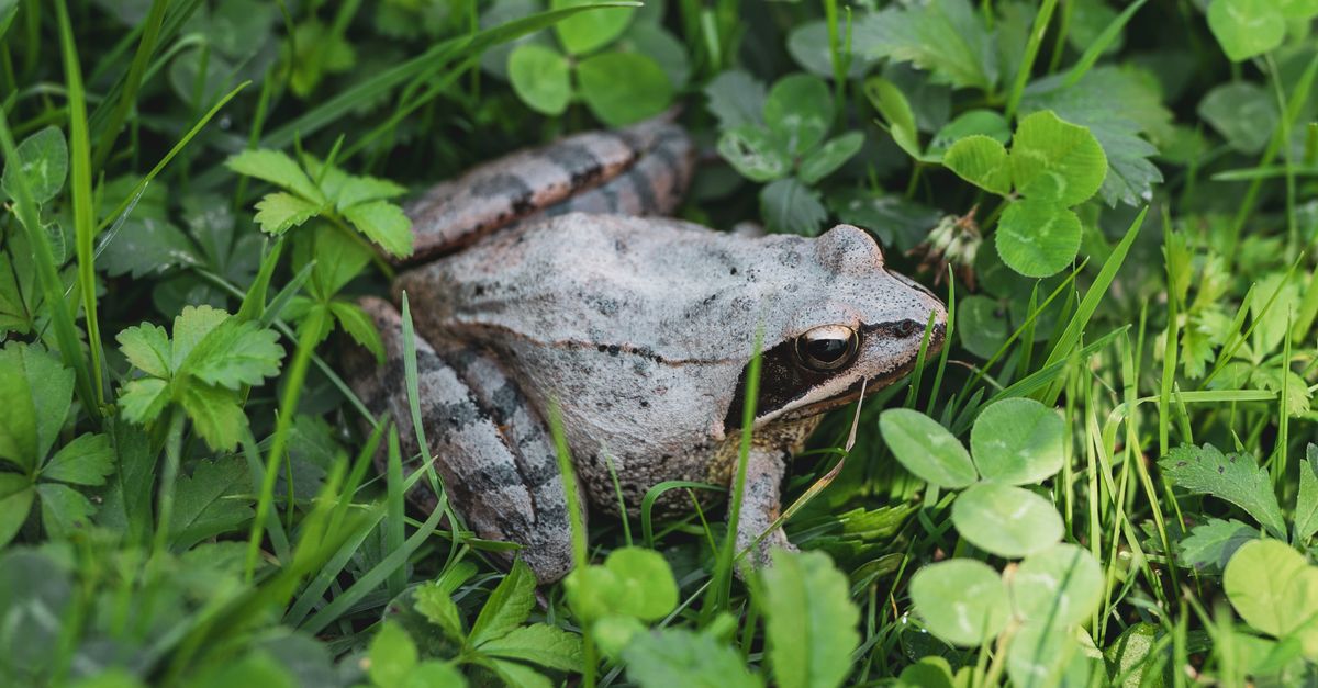 Les plantes dépolluantes : une efficacité « quasi nulle » wildlife biodiversity nature