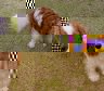 cavalier_king_charles.jpg