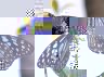 couple_de_papillons.JPG